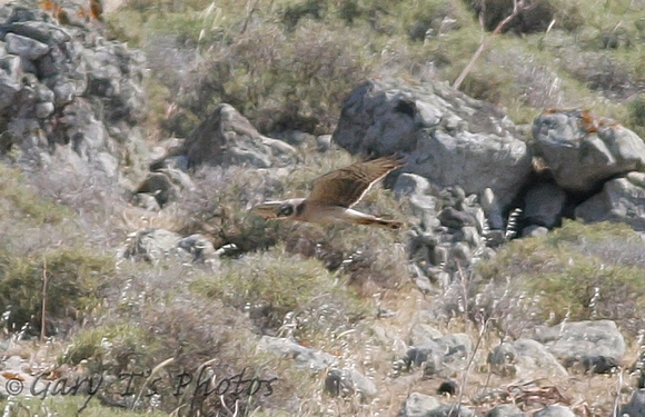 Montagu's Harrier (Adult Female)
