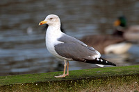 Lesser Black-backed Gull x Herring Gull (3rd Winter)
