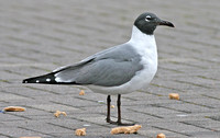 Laughing Gull (Adult Summer)
