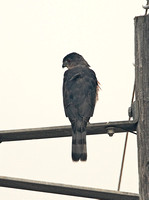 Sharp-shinned Hawk (Male)