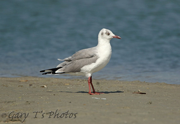 Grey-headed (Grey-hooded) Gull (Adult Winter)