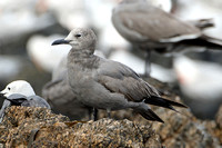 Grey Gull (Adult Winter)