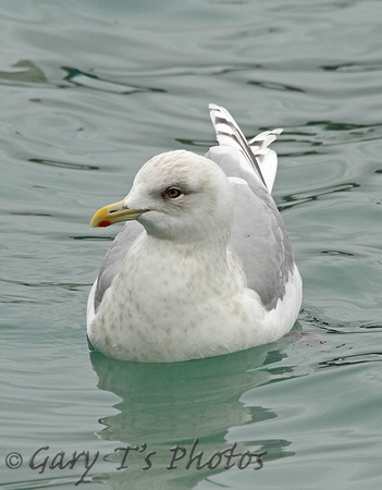 Kumliens Gull (Adult Winter)