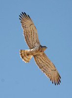 Short-toed Eagle (Adult)