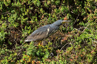 Dwarf Bittern (1st Winter Male)