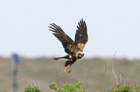 Marsh Harrier (Adult Female)