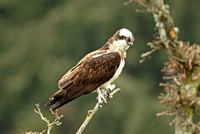 Osprey (Adult)