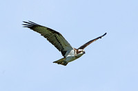 Osprey (Adult)