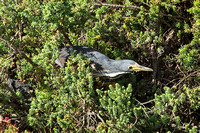 Dwarf Bittern (1st Winter Male)