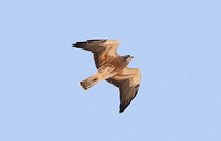 Swainsons Hawk (Adult-Light morph)