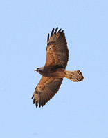 Swainsons Hawk (Adult-Dark morph)