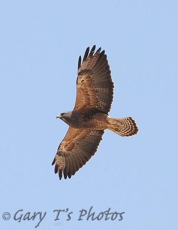 Swainsons Hawk (Adult-Dark morph)