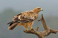 Spanish Imperial Eagle (Juvenile)