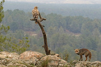 Spanish Imperial Eagle (Juvenile) & Red Fox