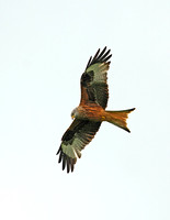 Red Kite (Adult)