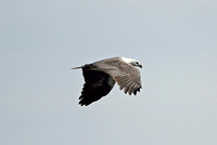 White-bellied Sea-eagle (Adult)