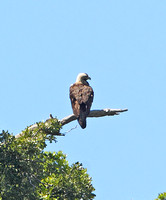 Spanish Imperial Eagle (Adult)