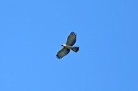 Wallaces Hawk-eagle