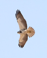 Swainsons Hawk (Juvenile)