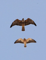 Swainsons Hawk (Adult-Light & Dark morphs)