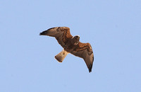Swainsons Hawk (Adult-Intermediate morph)