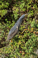 Dwarf Bittern (1st Winter Male)