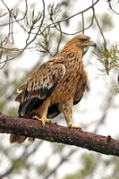 Spanish Imperial Eagle (Juvenile)