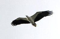 White-bellied Sea-eagle (Adult)