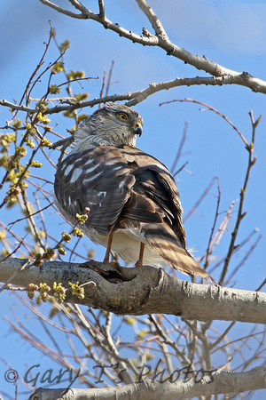 Sharp-shinned Hawk (Female)