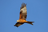 Red Kite (Adult)
