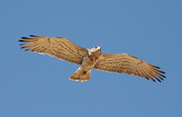 Short-toed Eagle (Adult)
