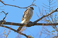 Sharp-shinned Hawk (Female)