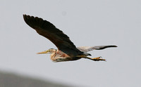 Purple Heron (Adult)