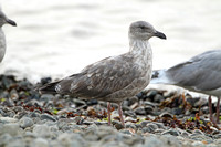 Western Gull (1st Winter)