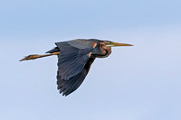 Purple Heron (Adult)