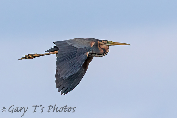 Purple Heron (Adult)