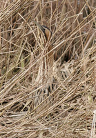 Great Bittern