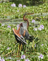 Purple Heron (Adult)