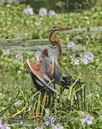 Purple Heron (Adult)