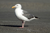 Western Gull (Adult Summer)