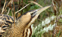 Great Bittern