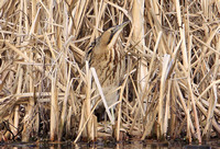 Great Bittern