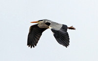 Grey Heron (Adult)