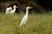 Eastern Cattle Egret (Adult Winter)