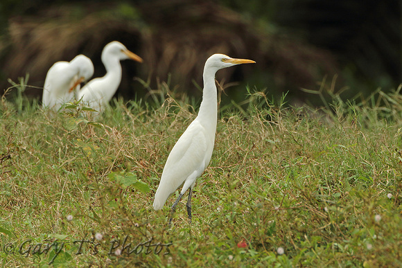 Eastern Cattle Egret (Adult Winter)