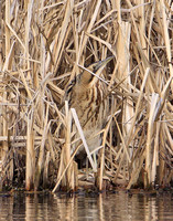 Great Bittern