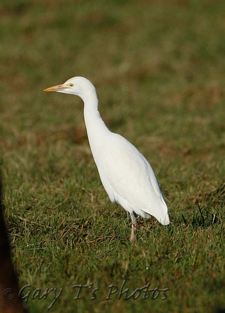 Eastern Cattle Egret (Adult Winter)