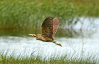 Great Bittern