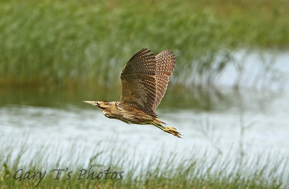 Great Bittern