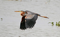 Purple Heron (Adult)